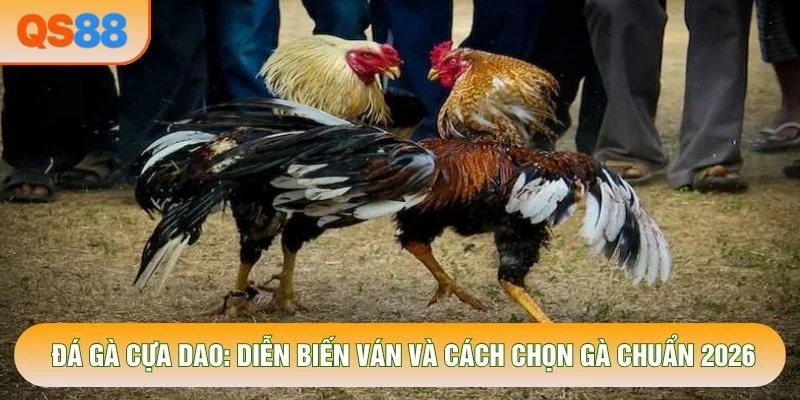 Đá Gà Cựa Dao: Diễn Biến Ván Và Cách Chọn Gà Chuẩn 2026