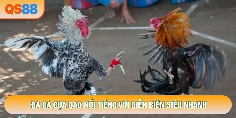 Đá gà cựa dao nổi tiếng với diễn biến siêu nhanh Đá gà cựa dao nổi tiếng với diễn biến siêu nhanh