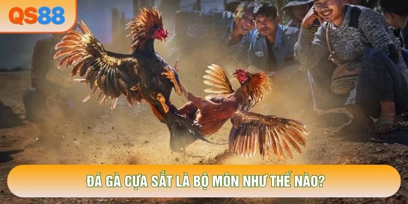 Đá gà cựa sắt là bộ môn như thế nào? Đá gà cựa sắt là bộ môn như thế nào?