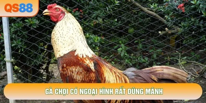 Gà chọi có ngoại hình rất dũng mãnh Gà chọi có ngoại hình rất dũng mãnh