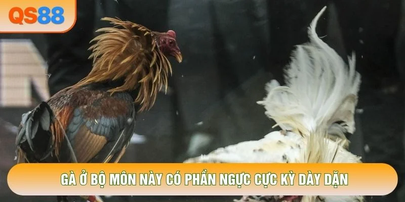Gà ở bộ môn này có phần ngực cực kỳ dày dặn Gà ở bộ môn này có phần ngực cực kỳ dày dặn