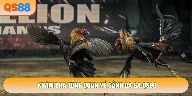 Khám phá tổng quan về sảnh Đá gà QS88 Khám phá tổng quan về sảnh Đá gà QS88