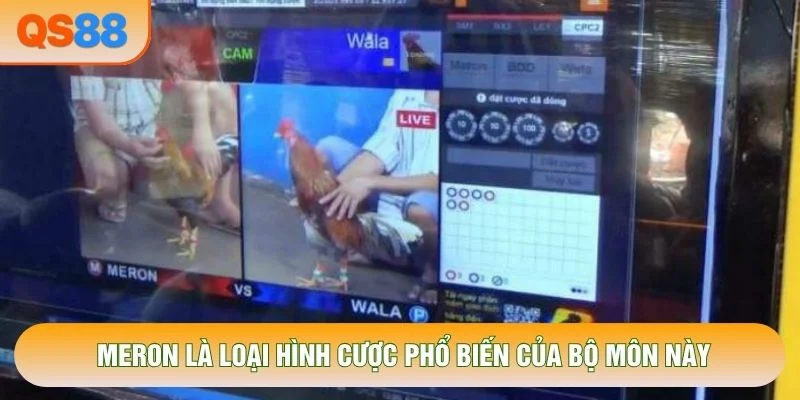 Meron là loại hình cược phổ biến của bộ môn này Meron là loại hình cược phổ biến của bộ môn này